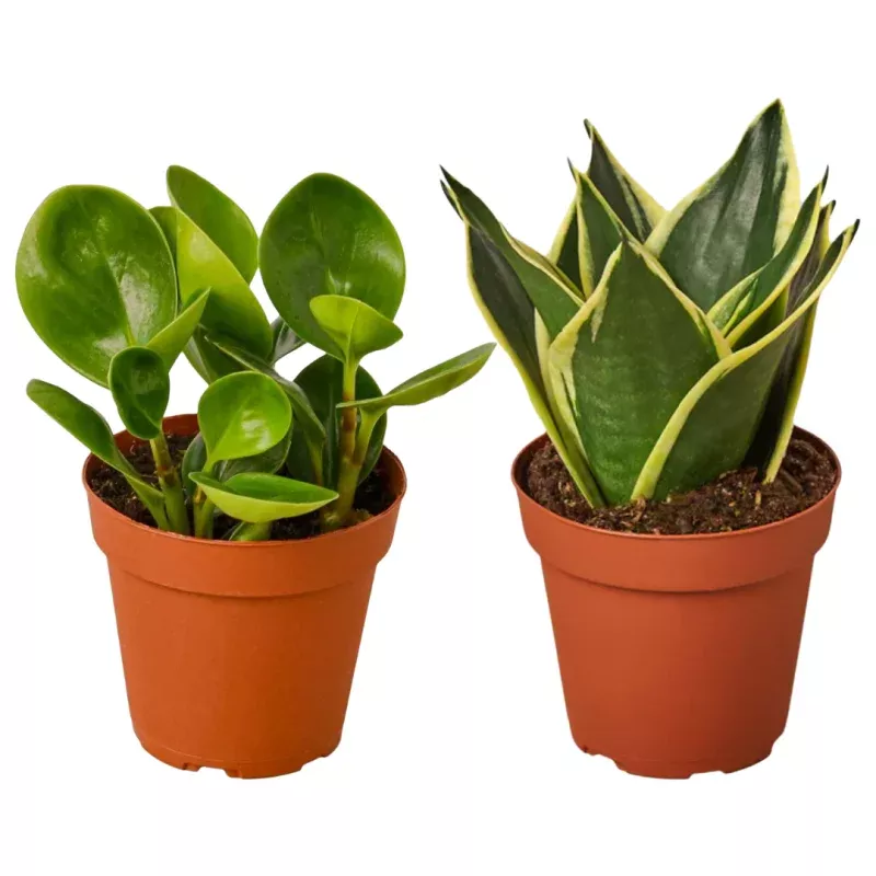 Easy Greenery Plant Bundle Party Time & Snake Plant