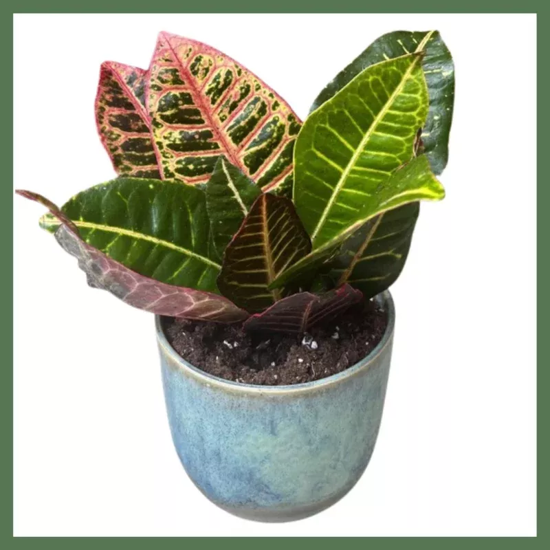 Hey Friend - Indoor Plant